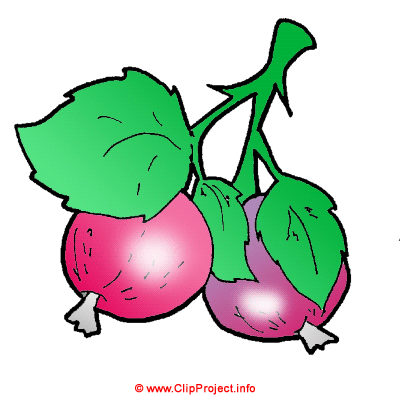 Currants image clipart free