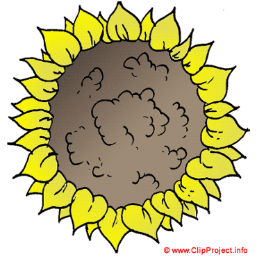 Sunflower clip art - Plant images free