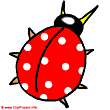 Ladybird beetle clip art - Pictures of wild animals 