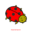 Ladybug clip art - Pics of animals