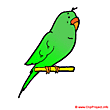Parakeet clipart - Zoo animals clip art