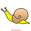 Clip Art Snail for free