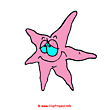 Starfish clipart - Pictures of animals free