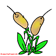 Reed clip art - Plant clip art free