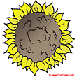 Sunflower clip art - Plant images free